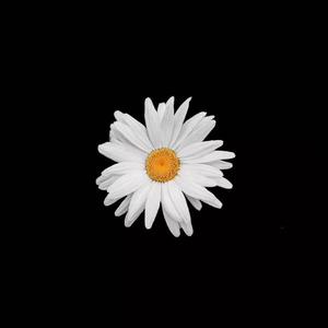 精品午夜射精网站
